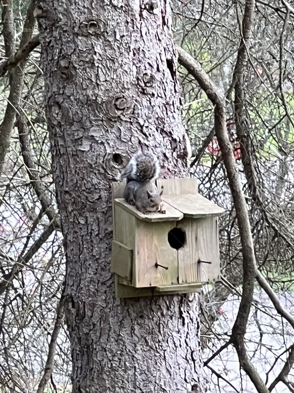 Gray squirrel 