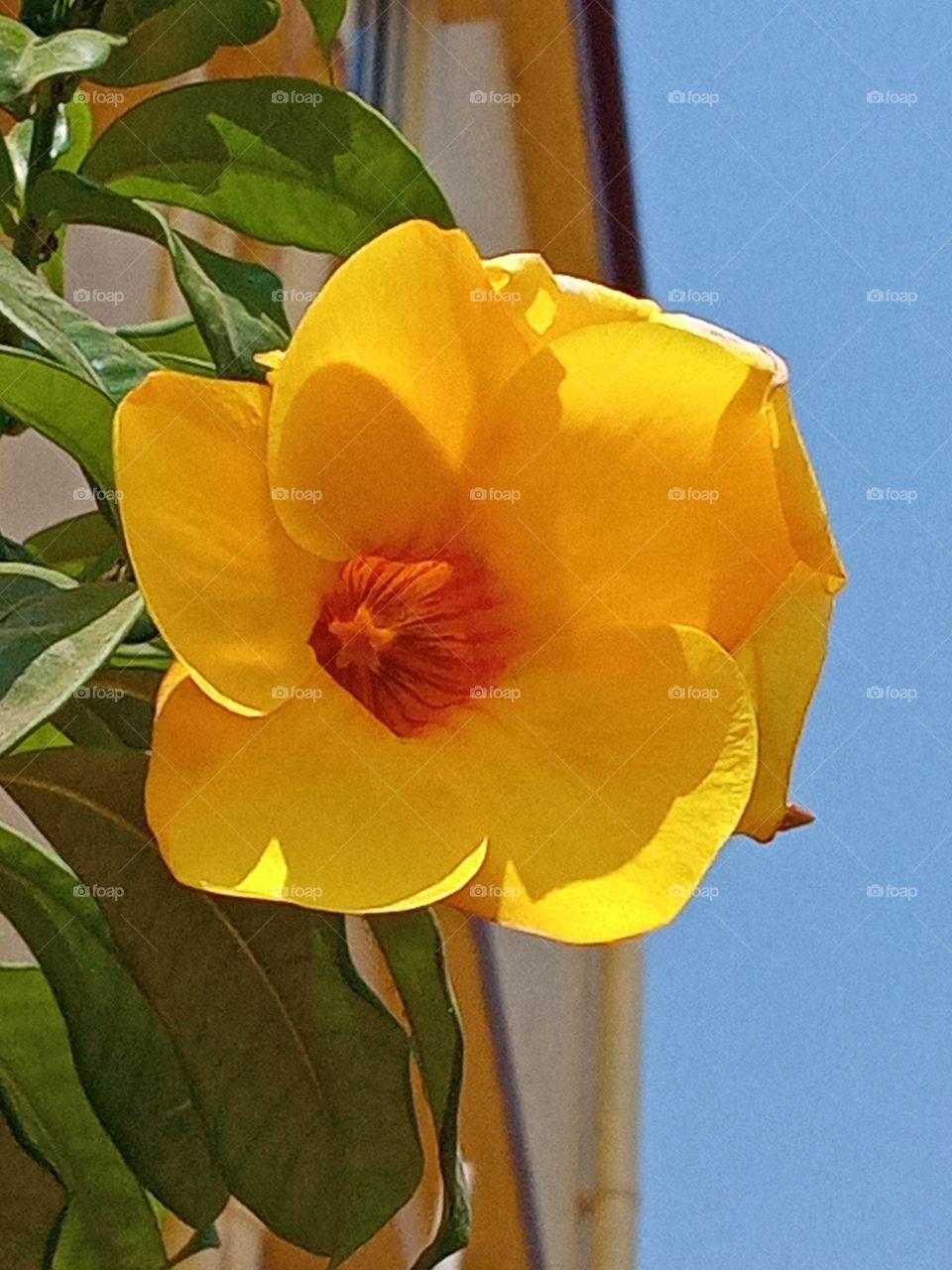 beautiful morning glory flowers