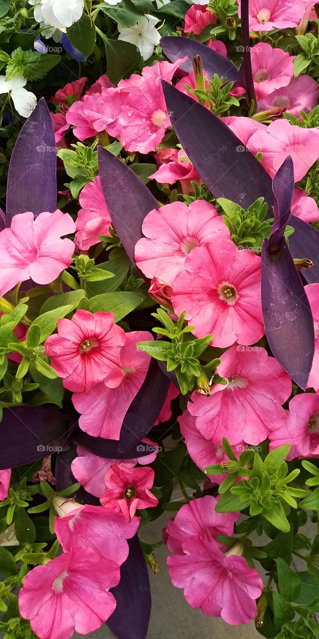 a group of dark pink flowers