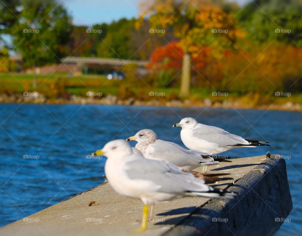 Local seagulls