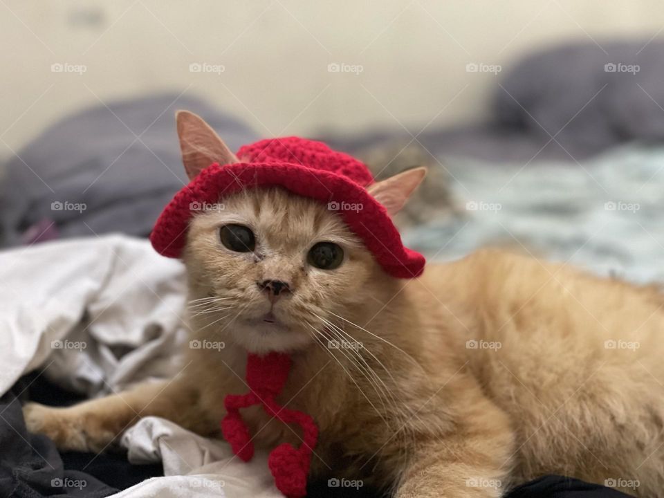 Red hat cuttie