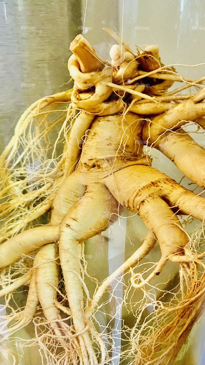 GinSeng for health