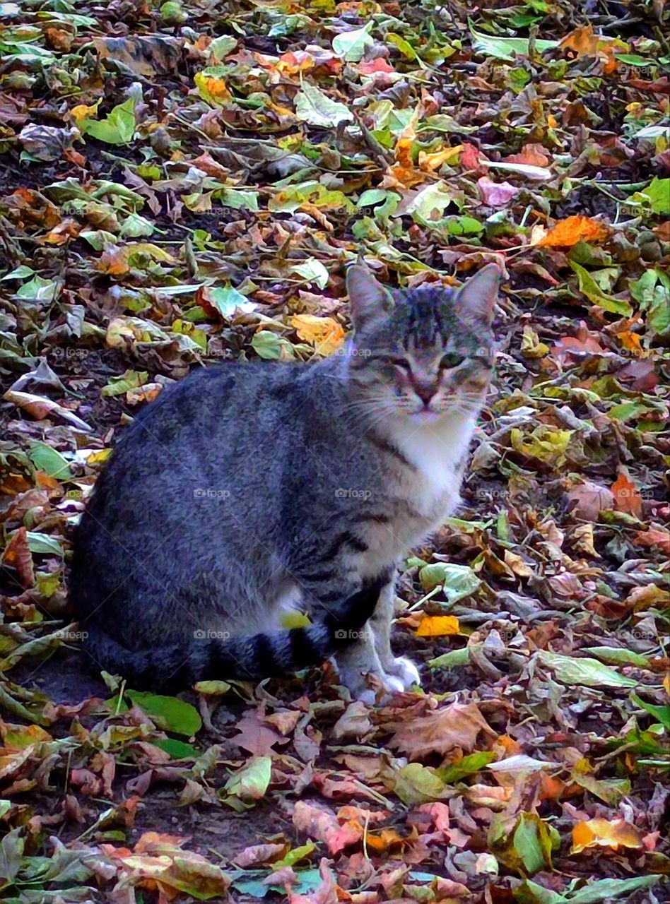 Autumn.  The cat sits on the fallen colorful autumn leaves