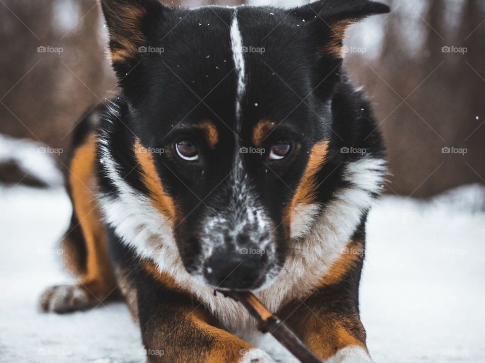 собака, питомец, взгляд, снег