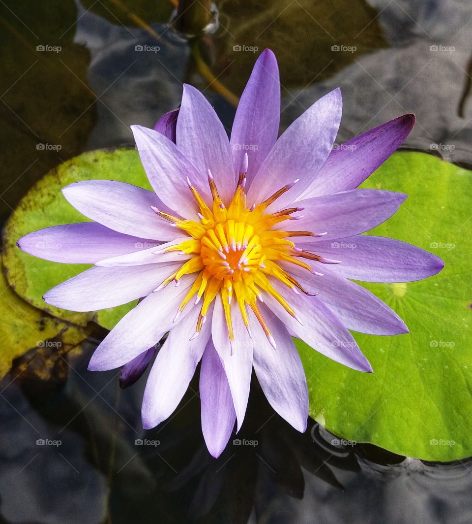 Lotusflower in the marsh