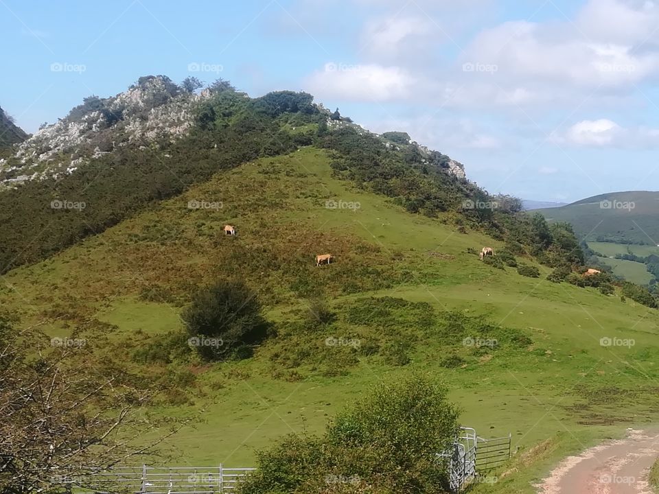Green mountain with cows