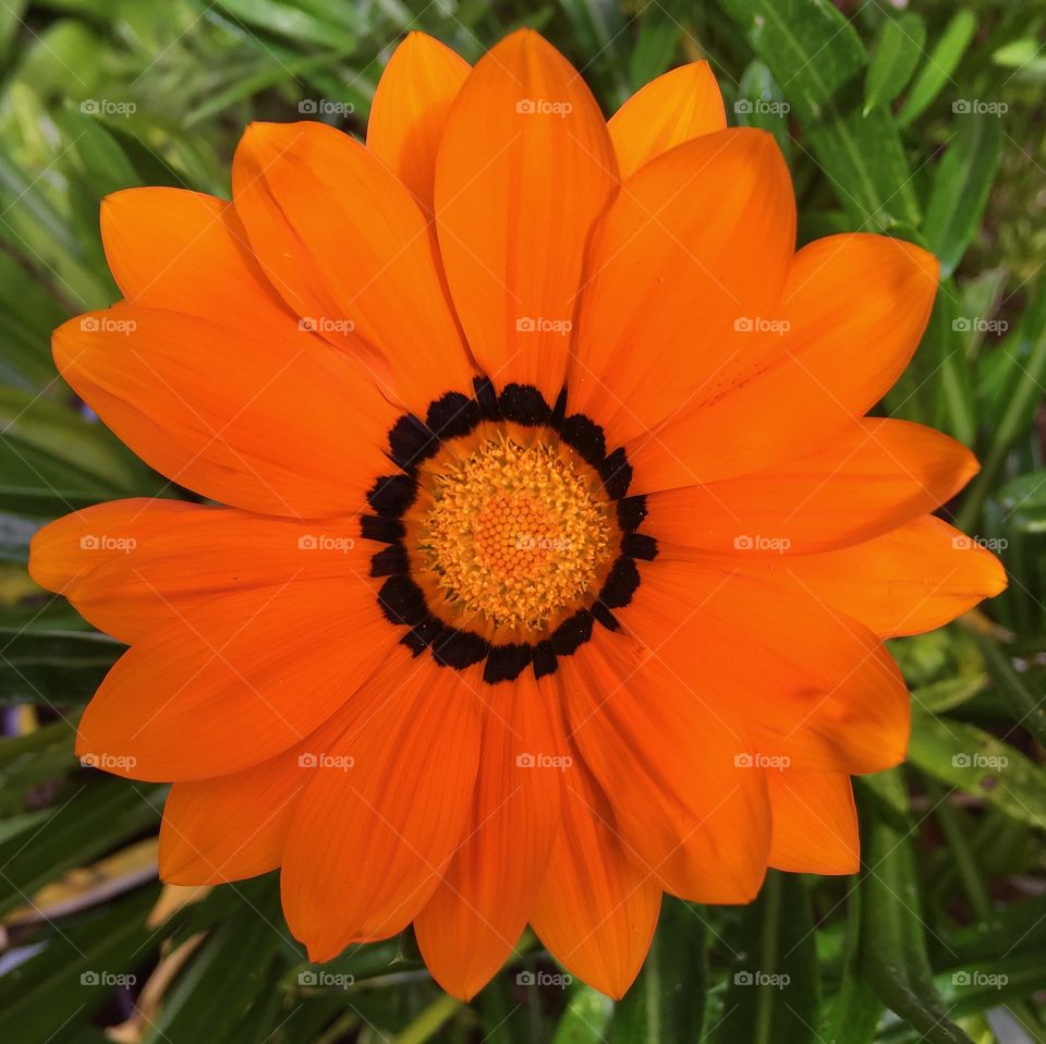 Beauty in Orange. From my garden
