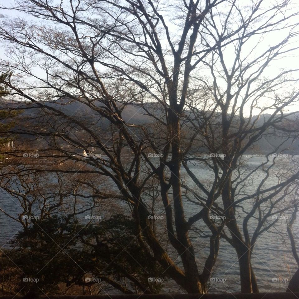 The tree is taking over