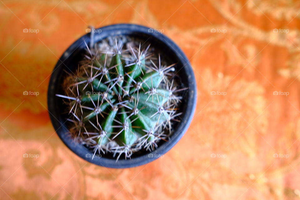 Cactus in a pot at home as an ornament