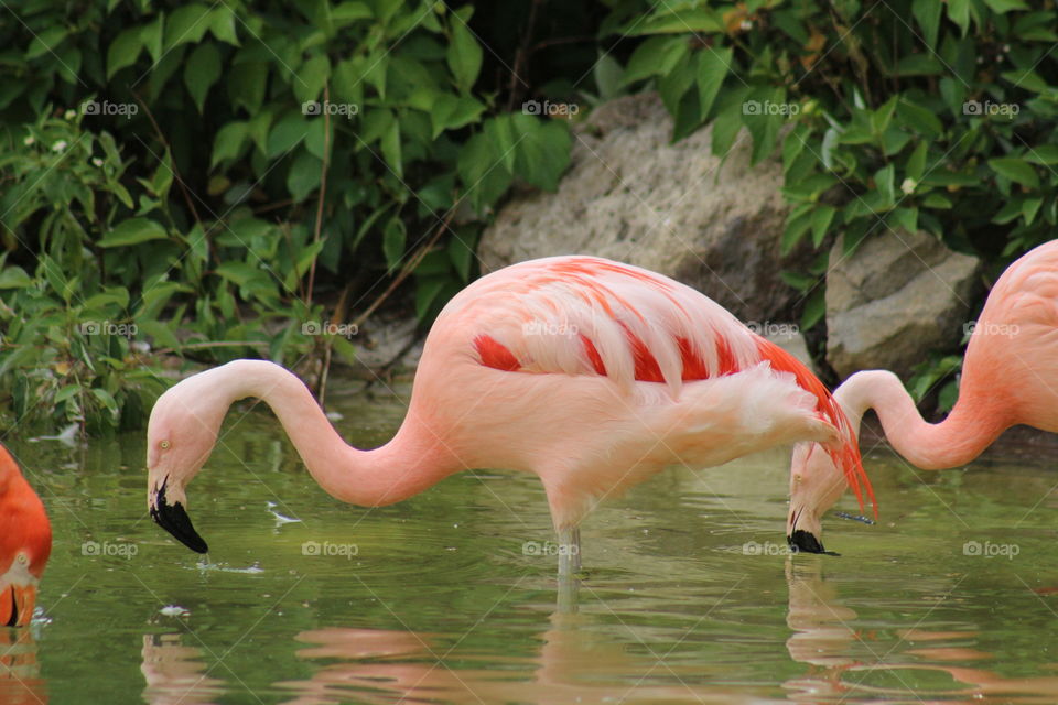 Not-so-pink Flamingo