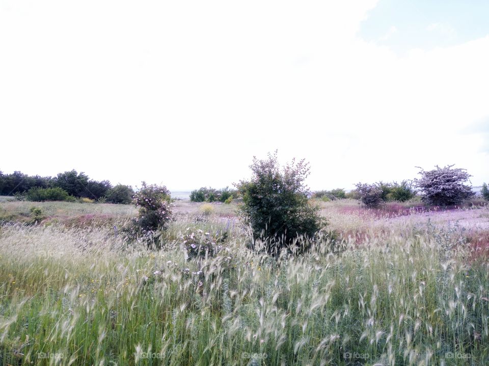 Flowering of wild grasses, shrubs and trees. Windy and cloudy weather. Summer.