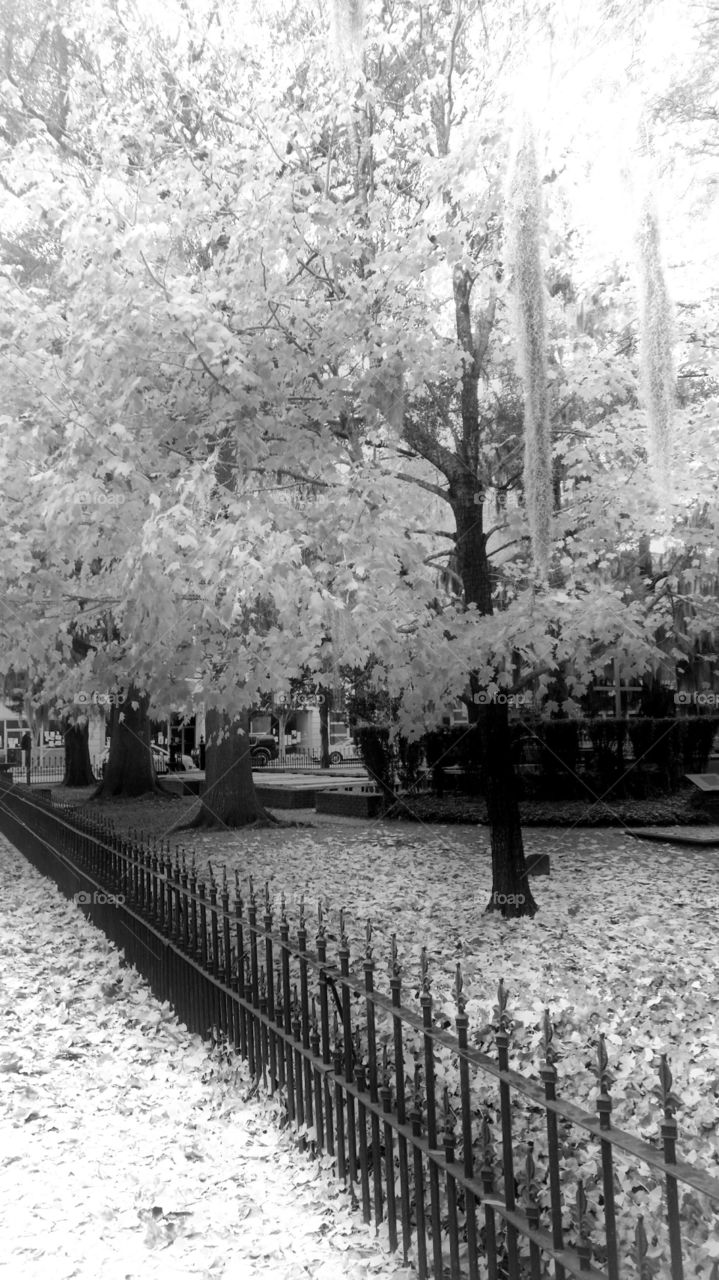 black and white photos