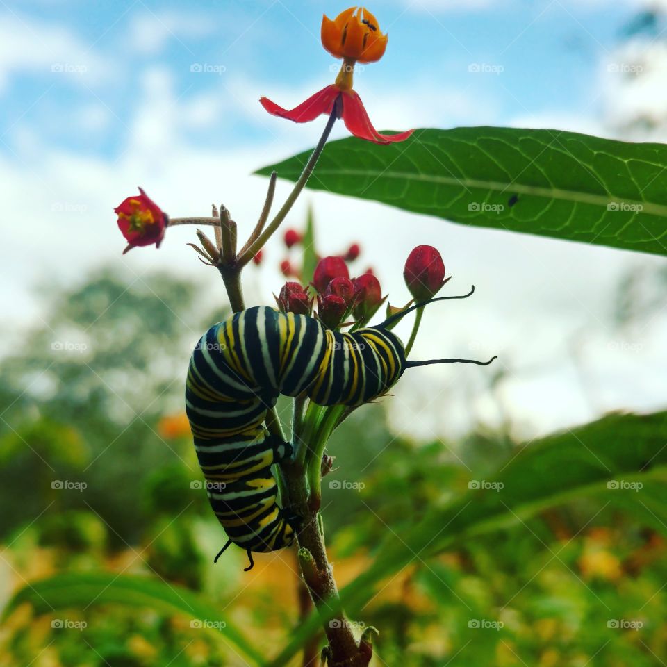 monarch caterpillar on favorite plant, the milkweed. red and orange blossoms with green leaves and blue sky in background. perfect moment.
