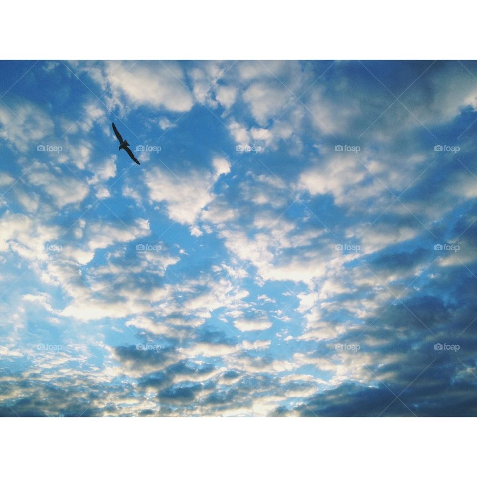 Clouds and bird in the sky