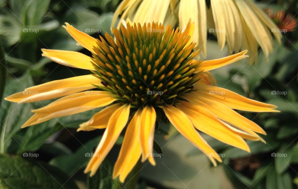 Close-up of yellow daisy flower