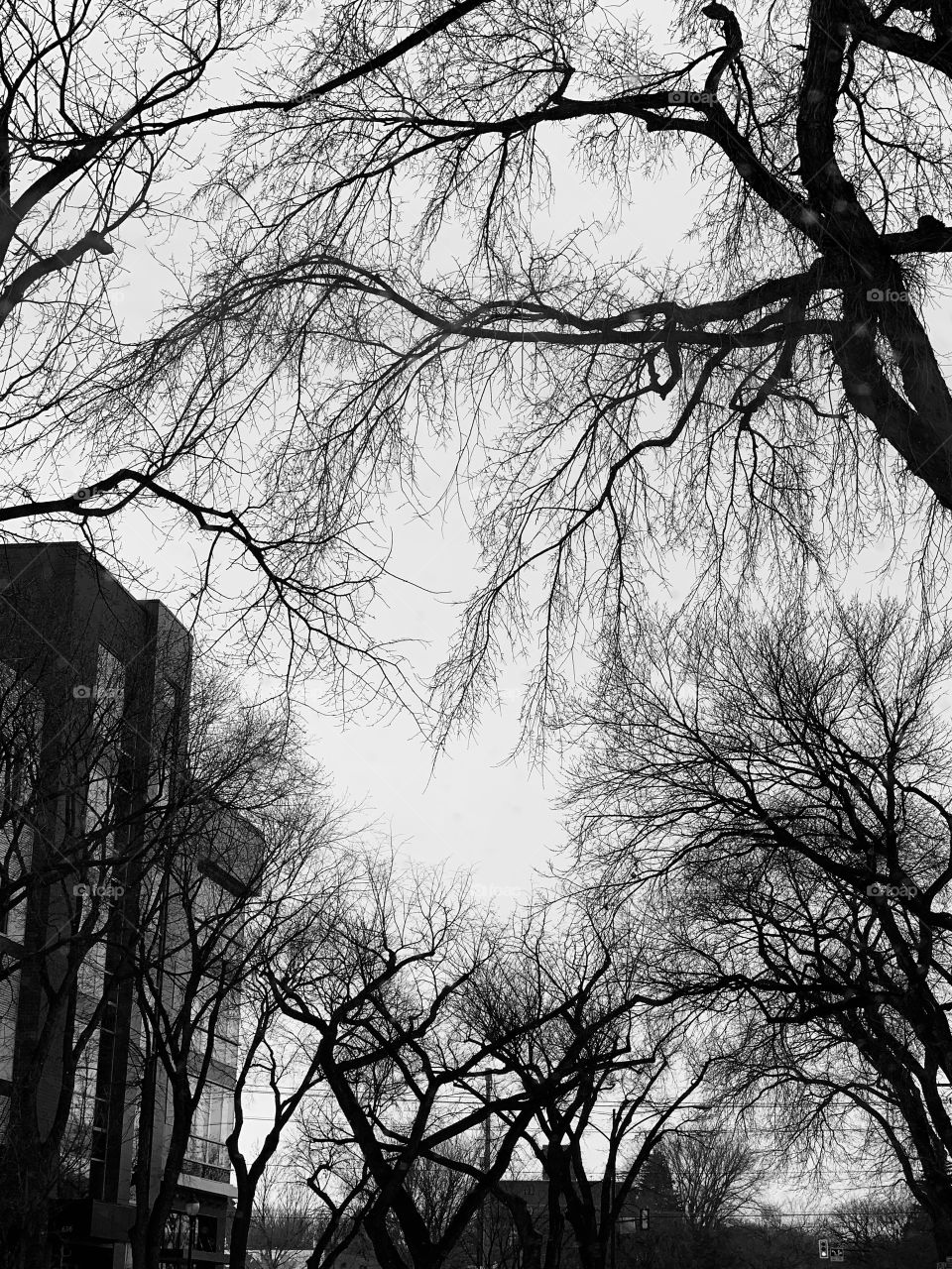 Trees in an older area of Saskatoon 