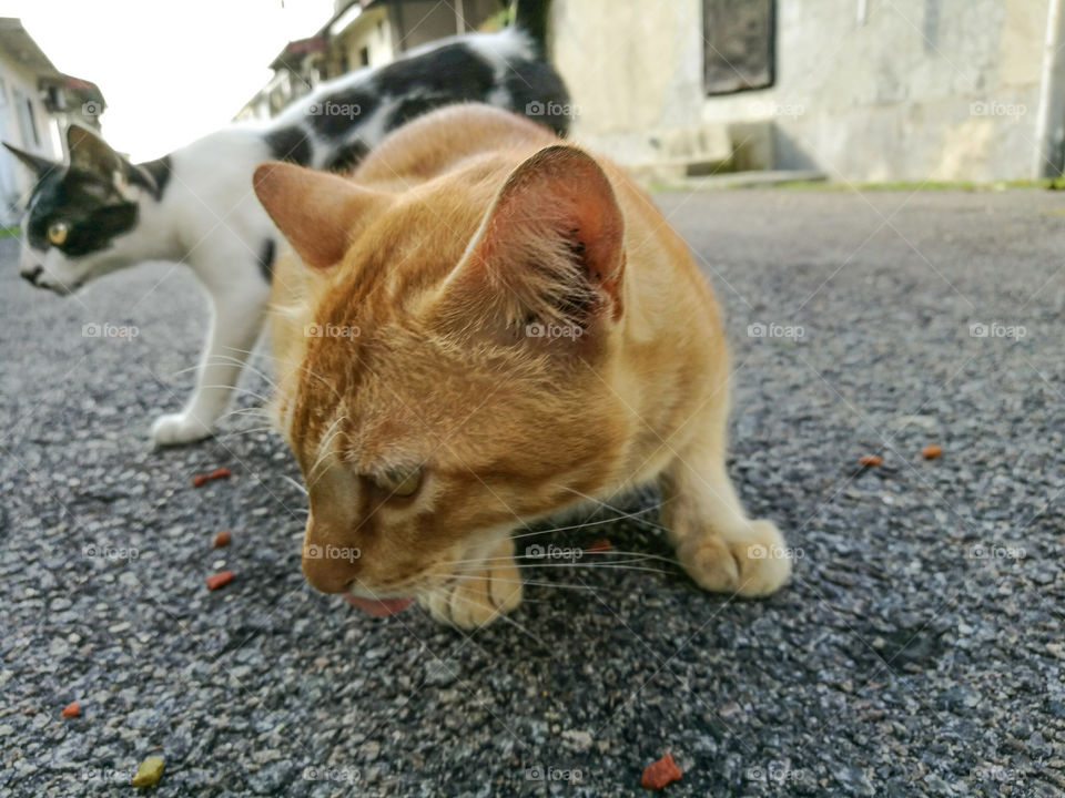 Cat eating food on the road