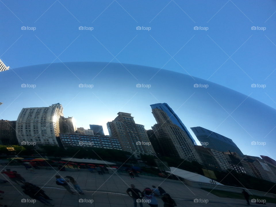 landscape in the bean