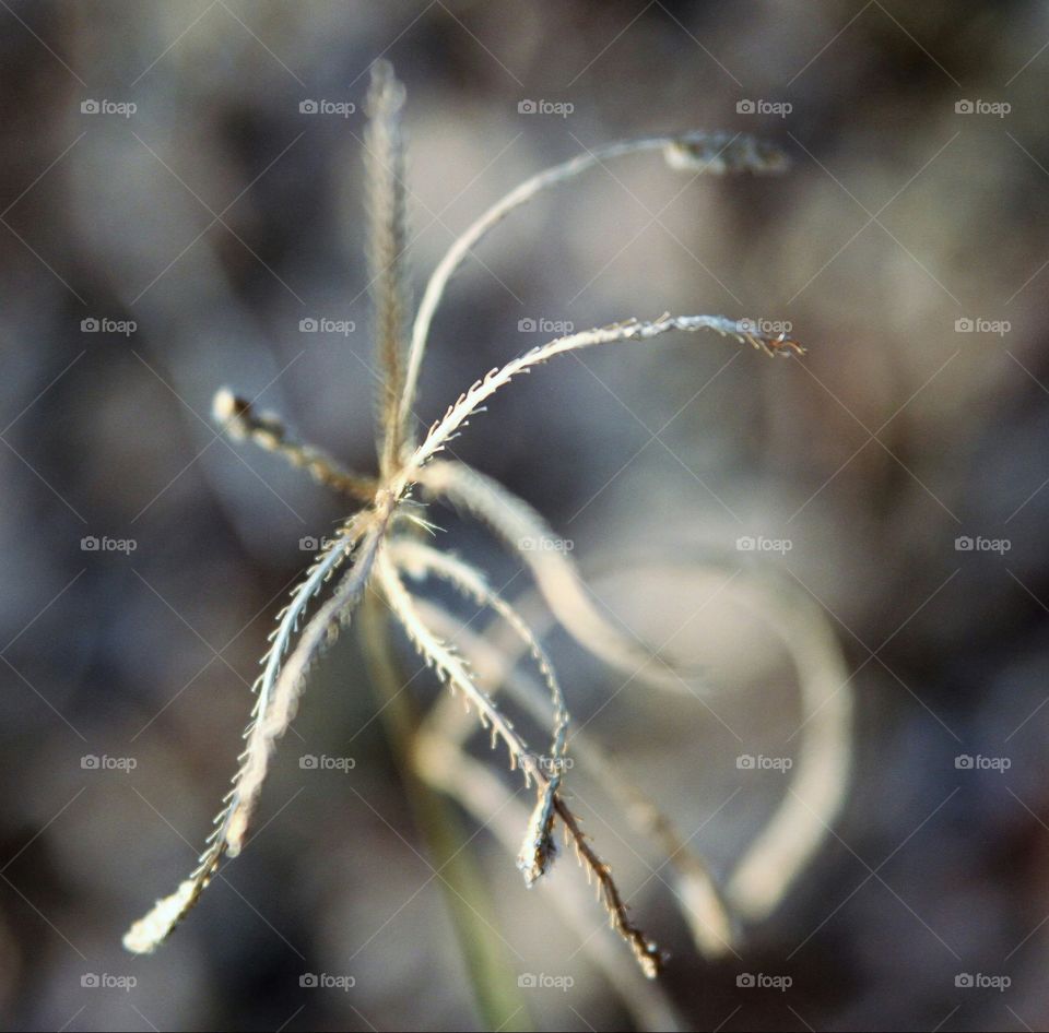 dried plant from aboc