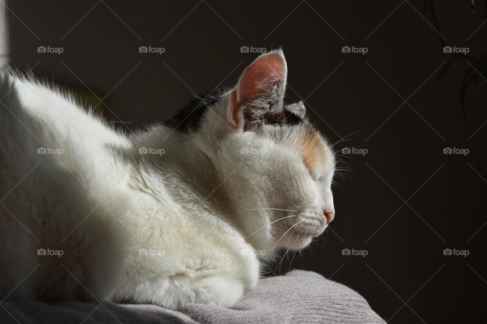 cat sleep home in sunlight and shadows view from the ground