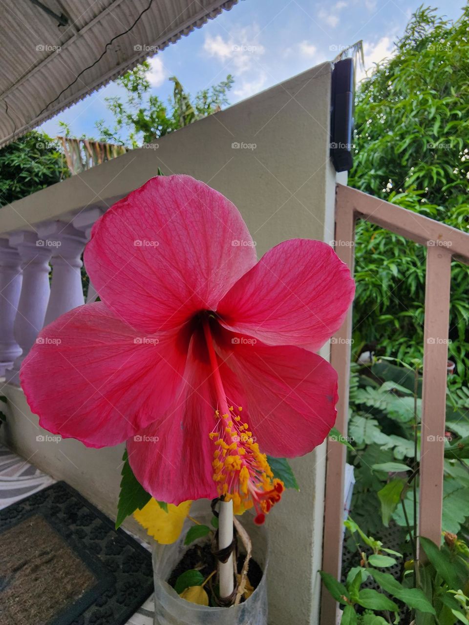 red hibiscus 20230808