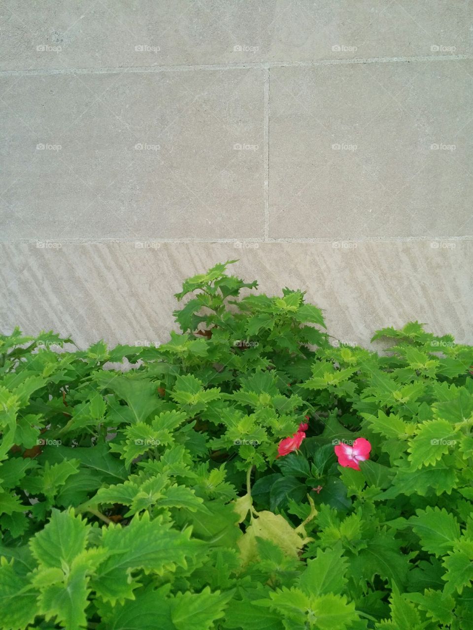 Greenery and stone