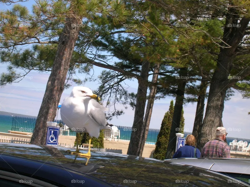 Seagull 