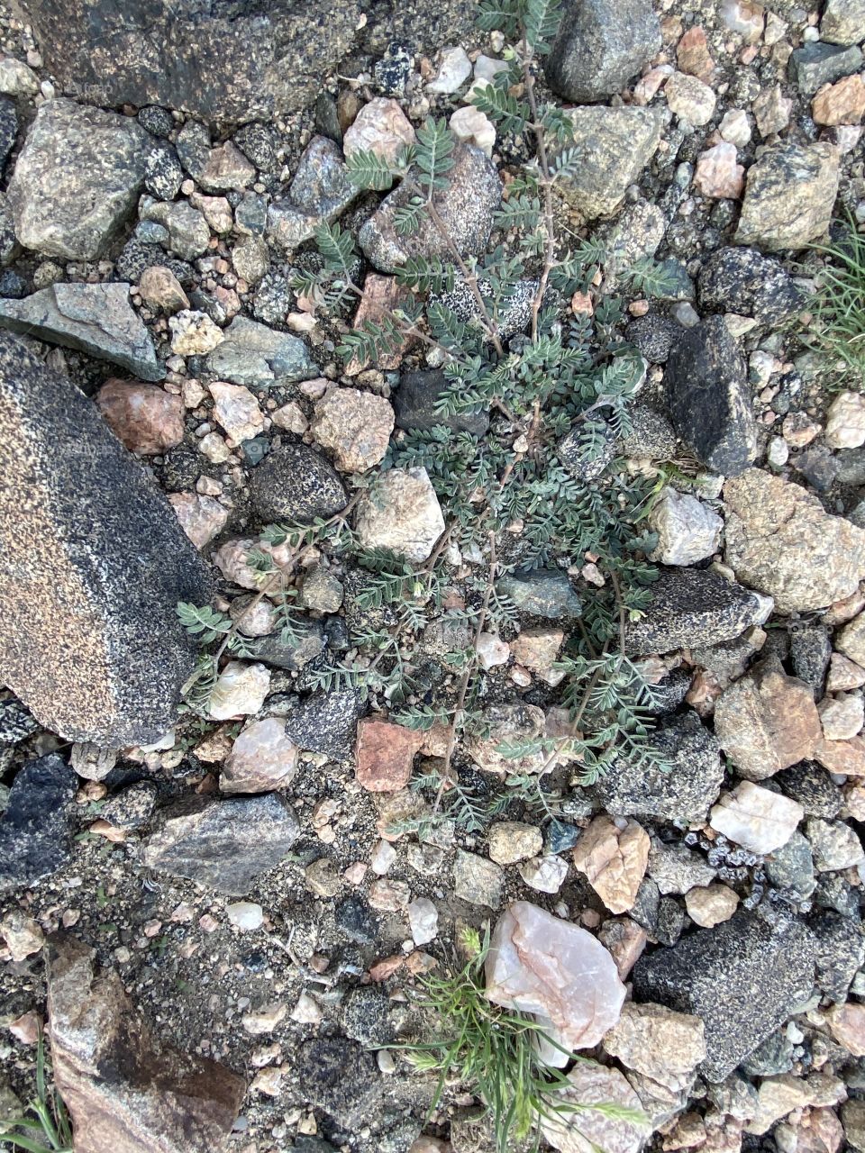 Amazing photo for desert 🌵