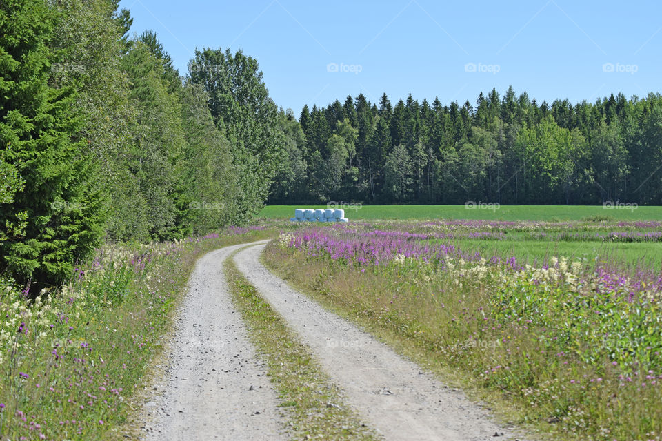 summer field