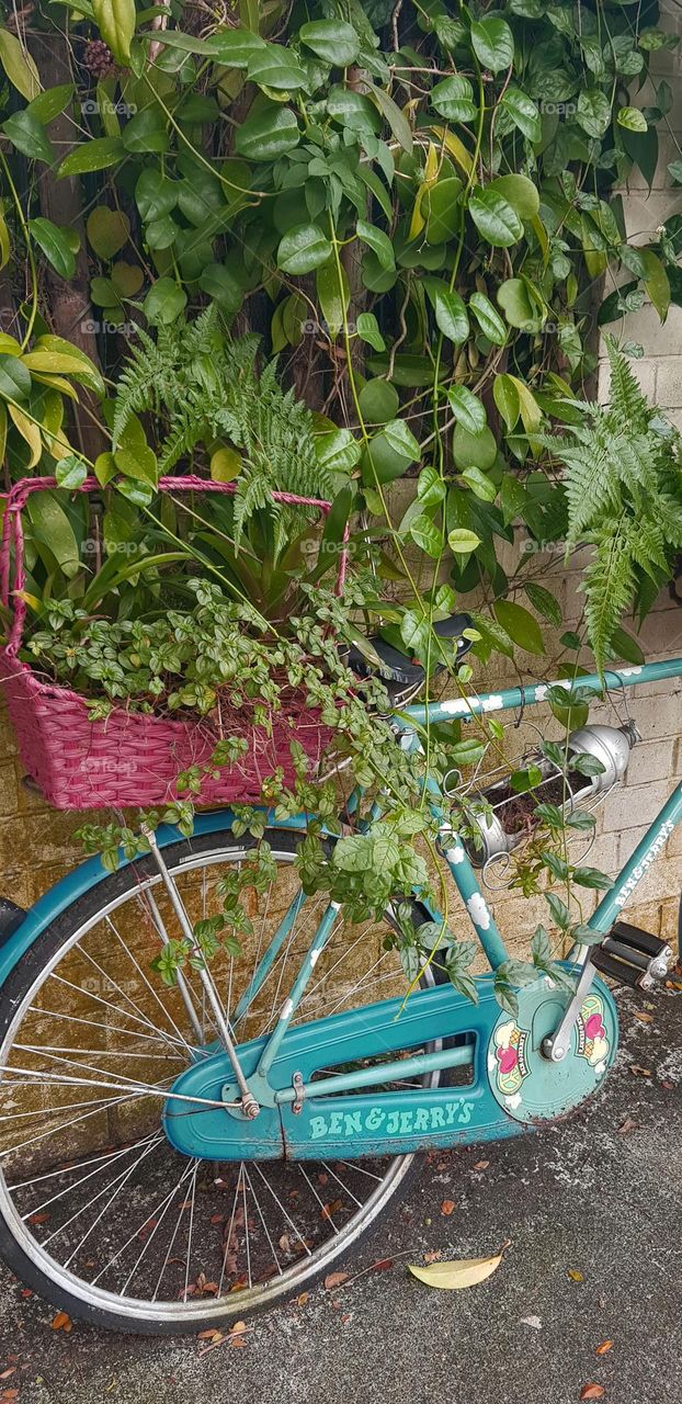 beautiful single bicycle with plants