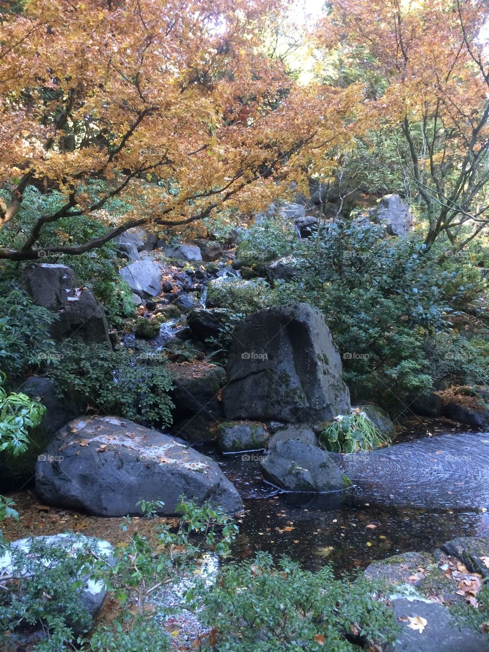 Autumn pond 