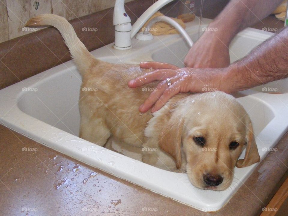 Puppy with striped nose getting a bath