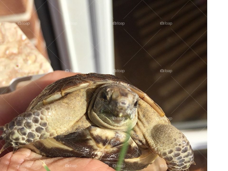 Tortoise