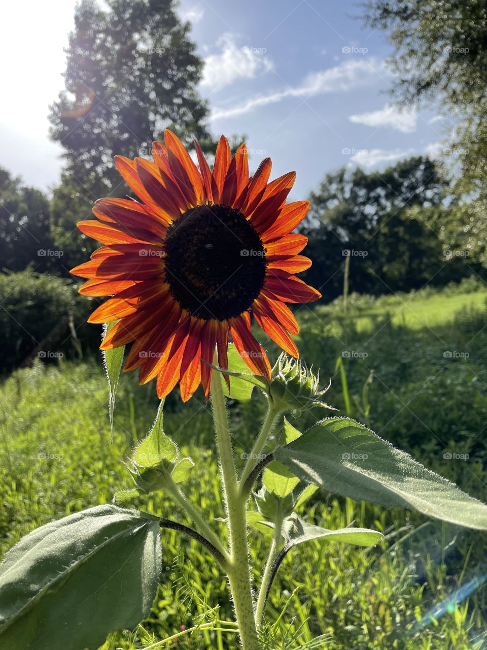 Sunny sun flower. 