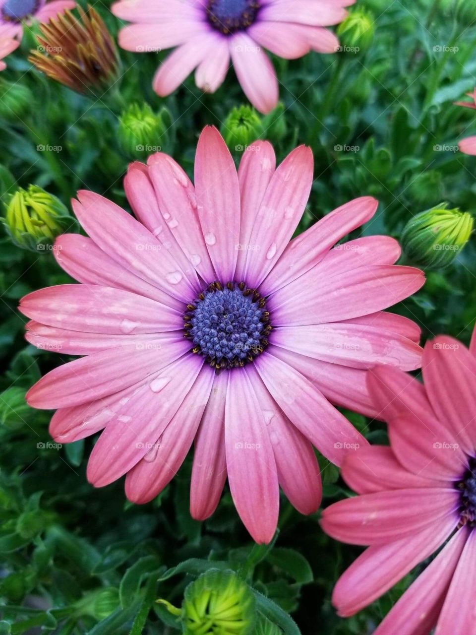 Pink African daisies