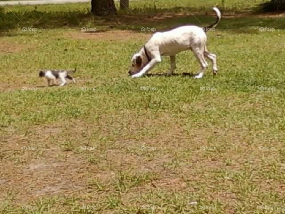 my dog playing follow the leader with a baby kitten