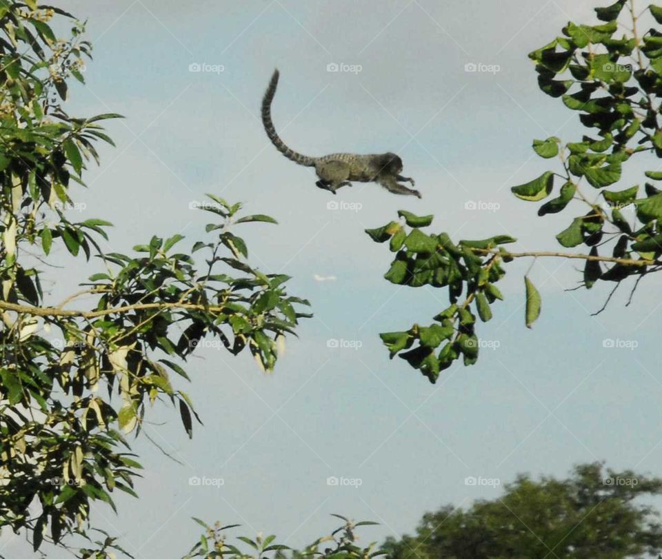 a lovely little monkey jumping between two trees with a airplane passing