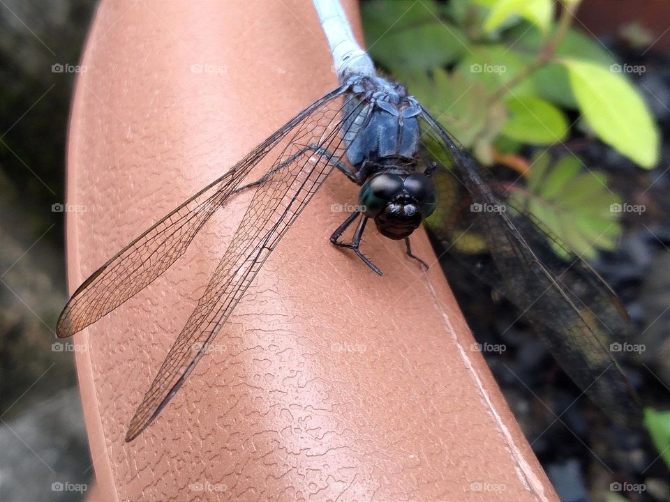 Blue dragonfly with black green head.