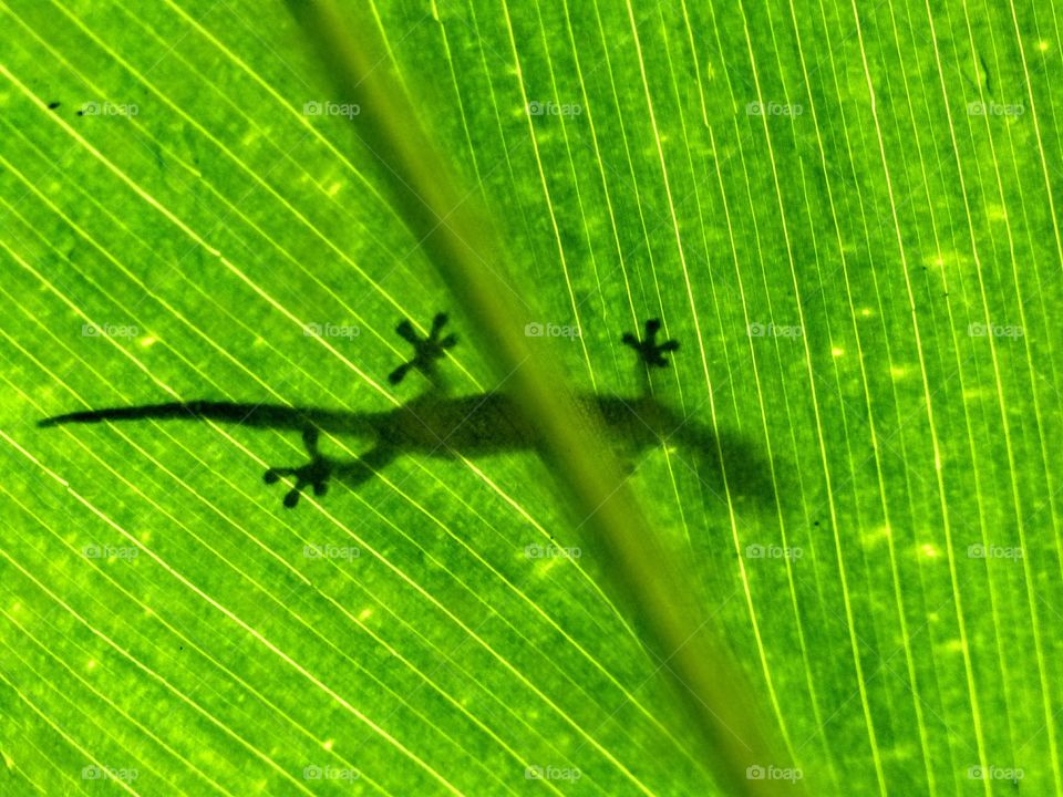 Low angle view of leaf with lizard