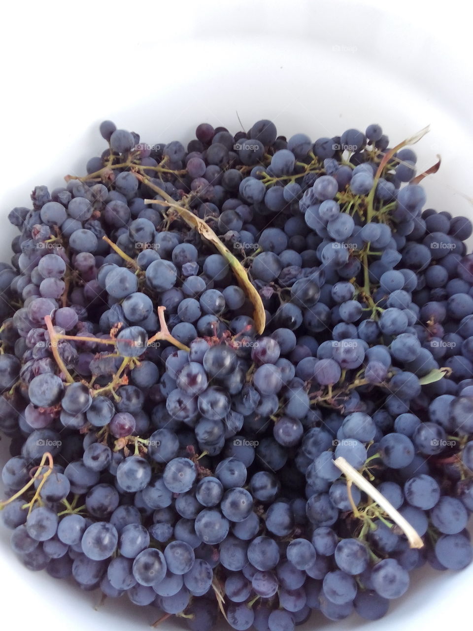 bucket of wine grapes