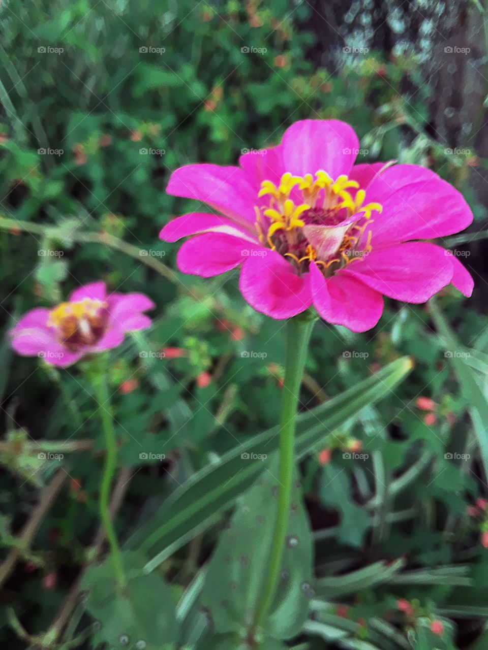 2 pink flowers blur