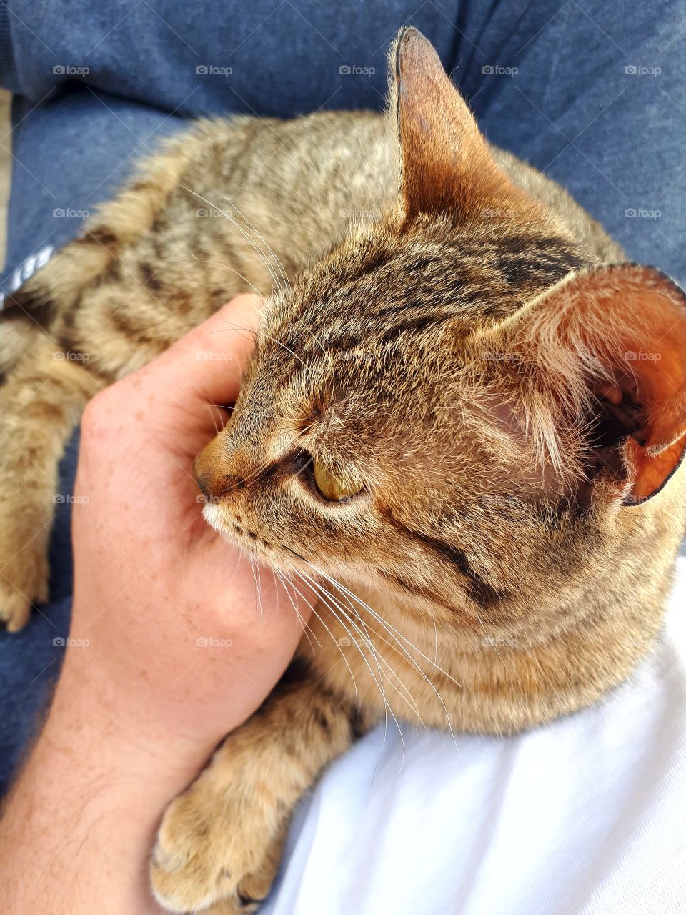 This is now my family cat.She still have no name, because it came a few days ago with us while we were working in the field.She is very dear.We thought it was our old cat because it was the same, but it did not.The likes of caressing and enjoying it