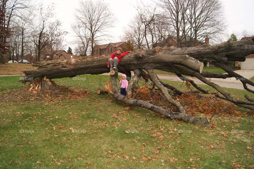 Tree Down
