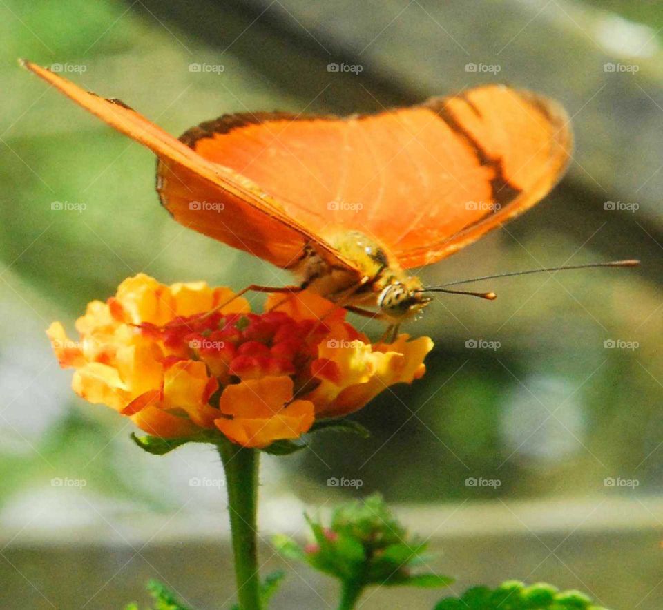 an orange butterfly in the garden on the yellow flower