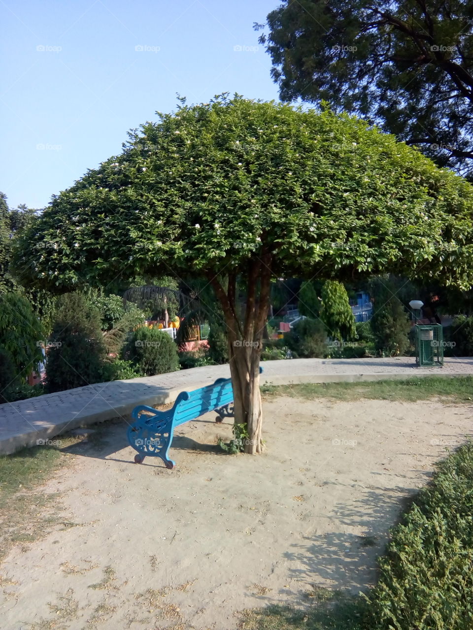 beautiful plants in a garden