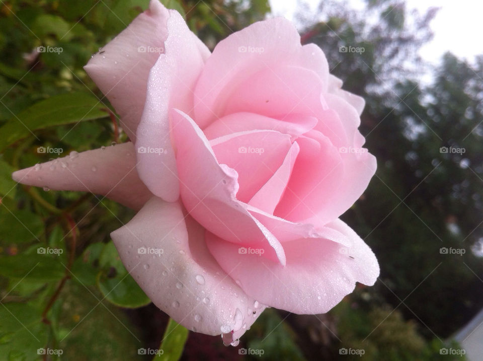 garden pink flower love by humlabumla1