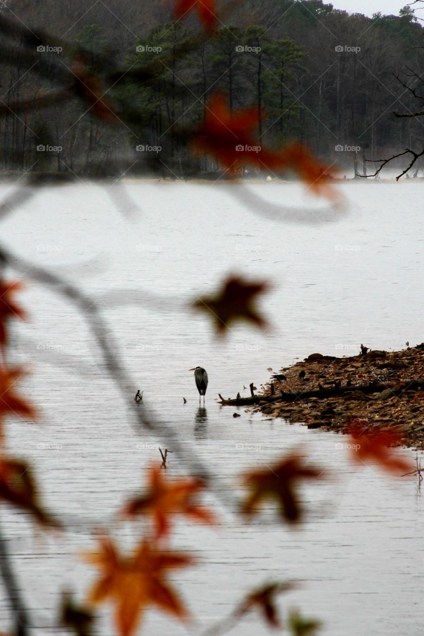 heron between the leaves.