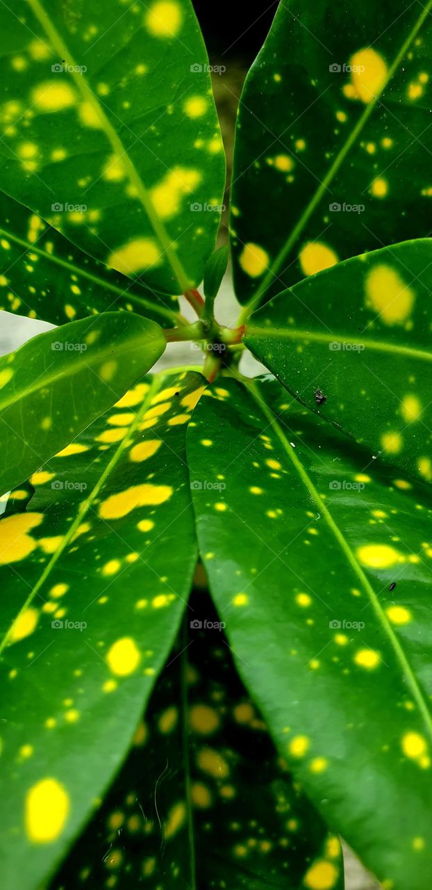 Nature design with yellow dots.  green leaves yellow dots