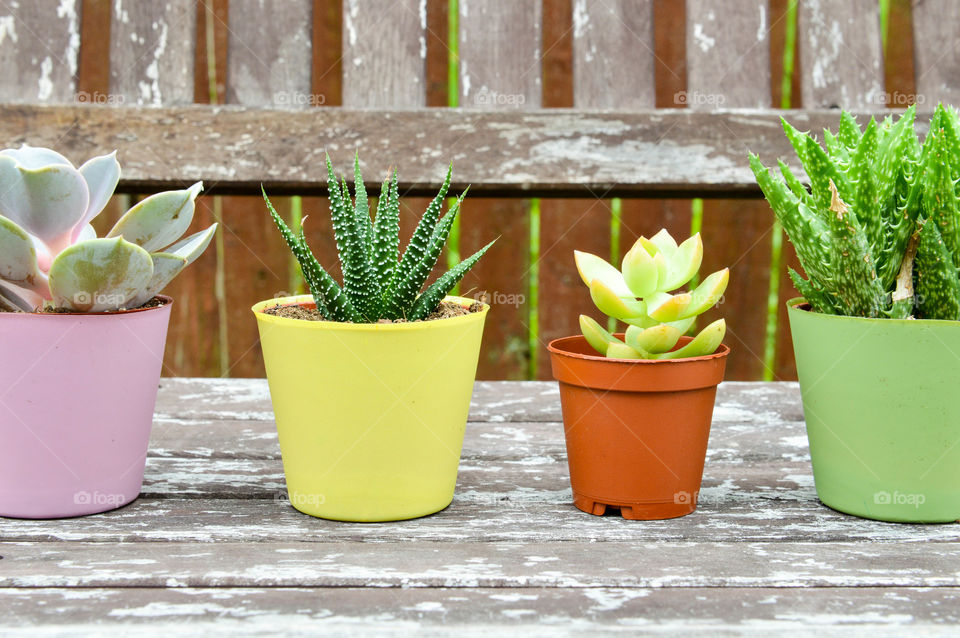 Row of assorted potted cacti on a rustic wooden bench