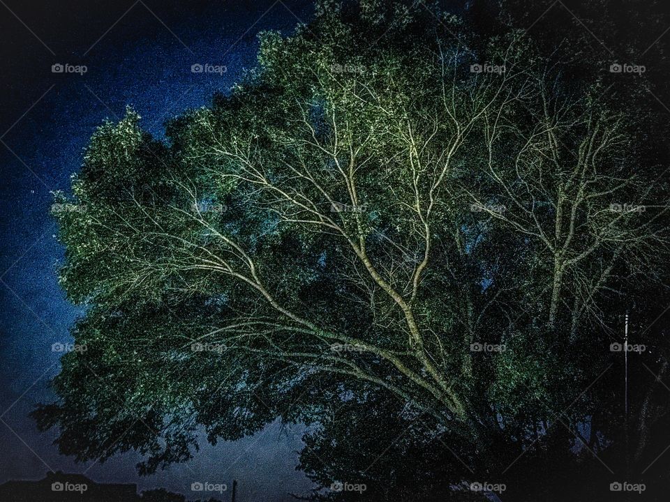 Oak Tree Night Sky